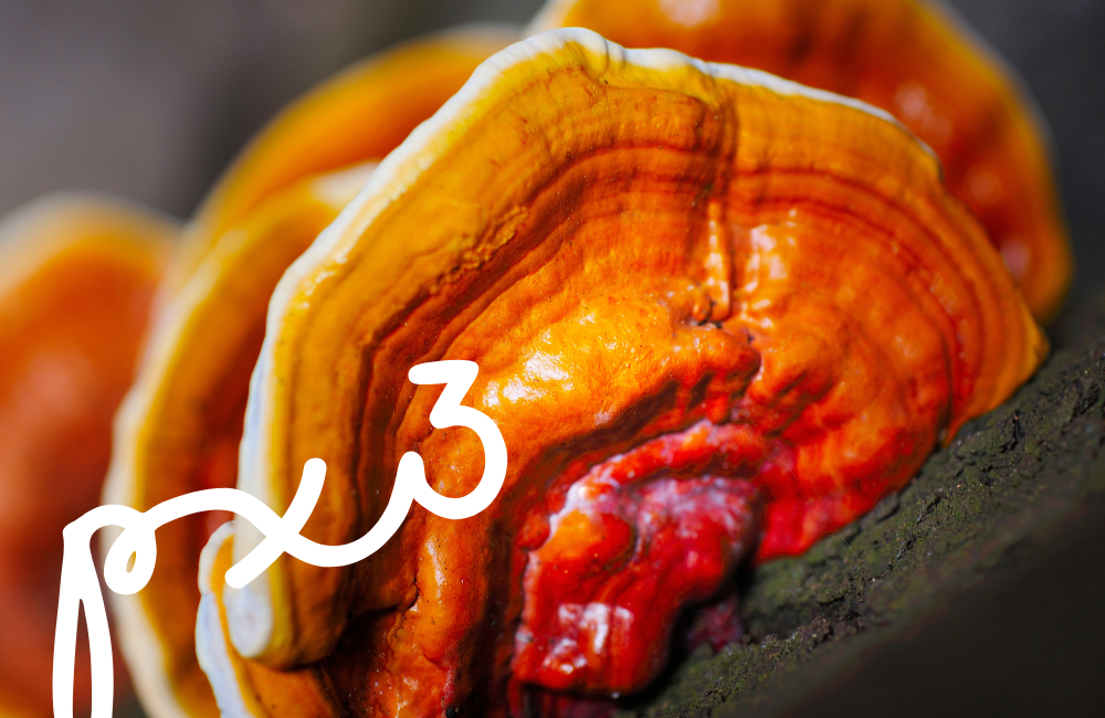 Reishi Creme: Slow Aging Kosmetik für jeden Tag