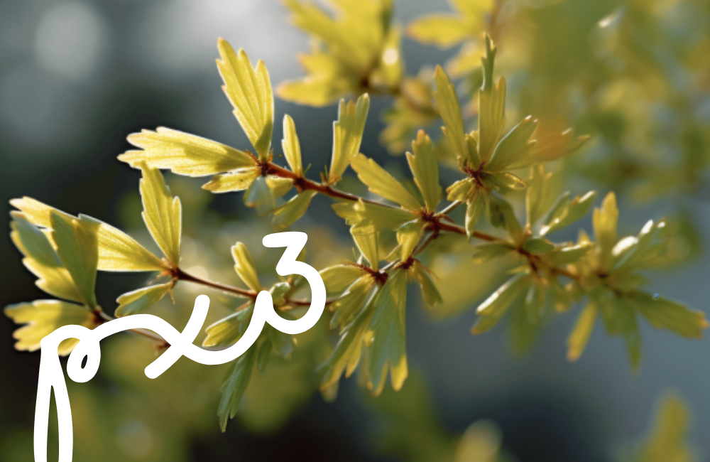 Myrothamnus Kosmetik: Slow Aging Creme spendet Feuchtigkeit